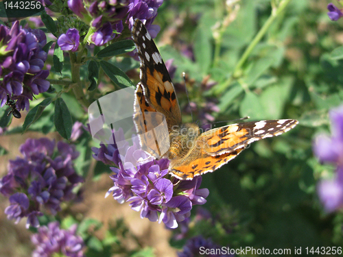 Image of butterfly