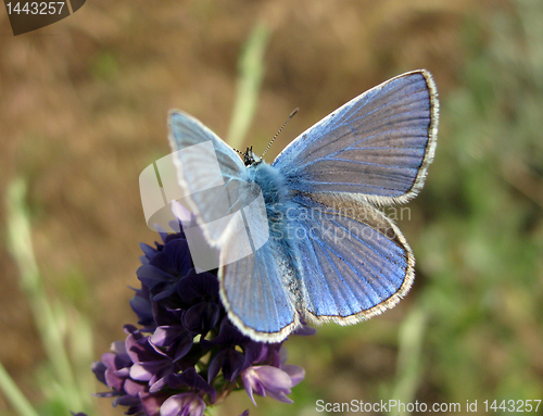 Image of common blue butterfly