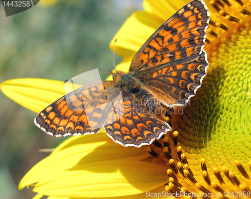 Image of beautiful butterfly