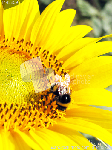 Image of  bumblebee on sunflower 