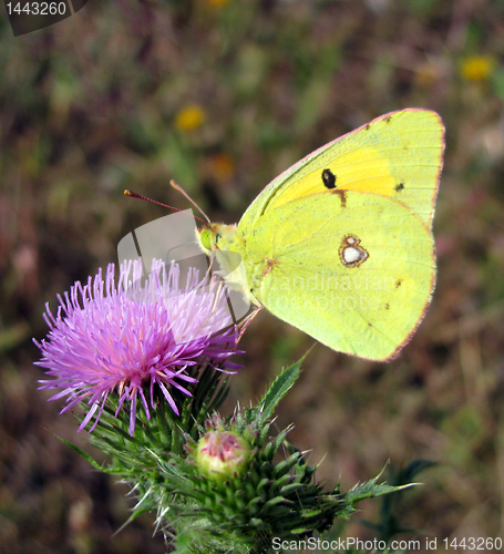 Image of brimstone butterfly 