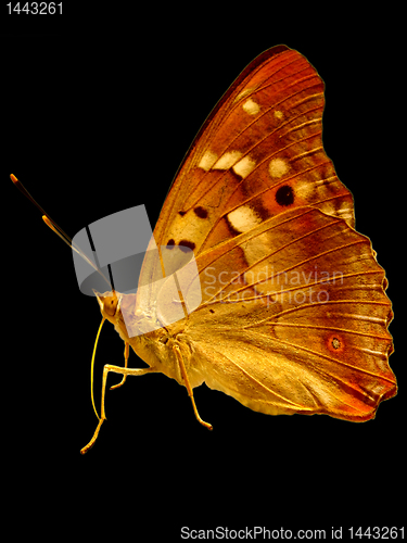 Image of golden butterfly 