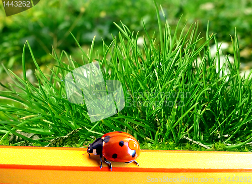 Image of ladybird on a pencil