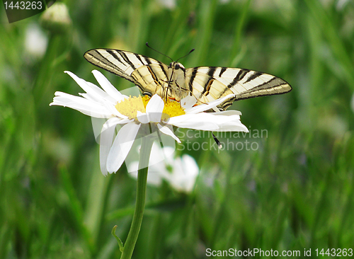 Image of butterfly on camomile