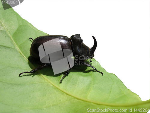 Image of unicorn beetle