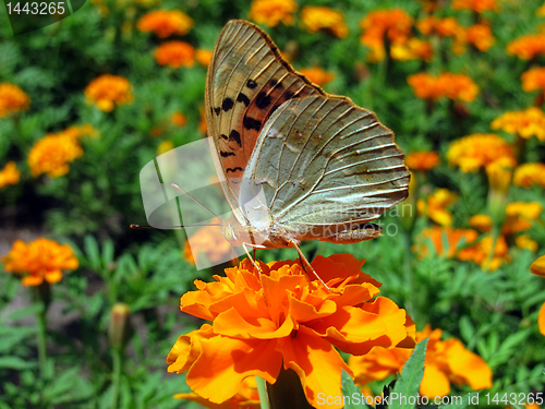 Image of butterfly on marigold