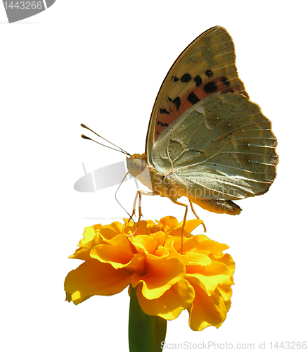 Image of butterfly on flower