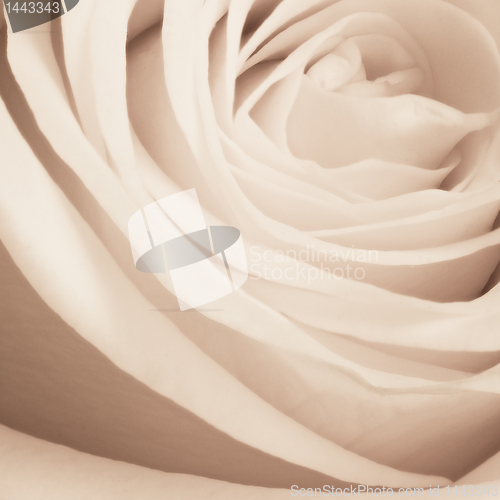 Image of white rose close up
