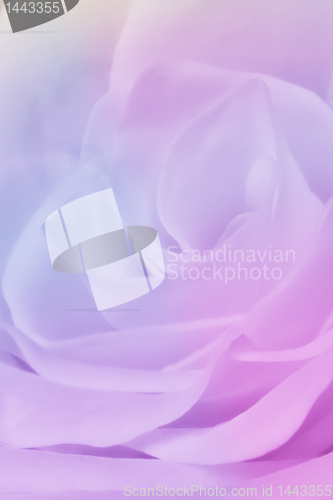 Image of multicolor rose