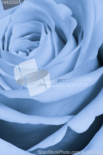 Image of blue rose close up