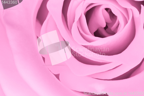 Image of pink rose close up