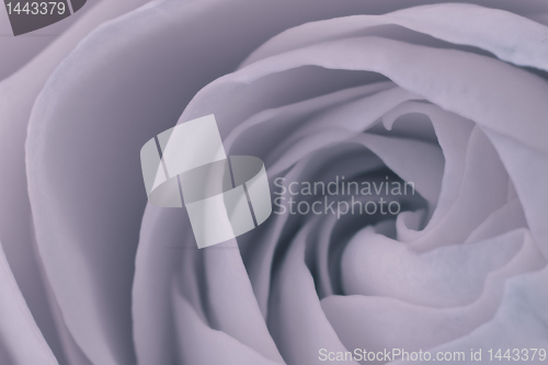 Image of rose macro
