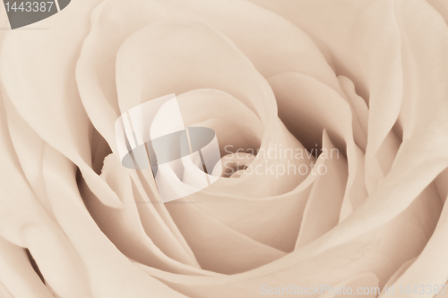 Image of white rose close up