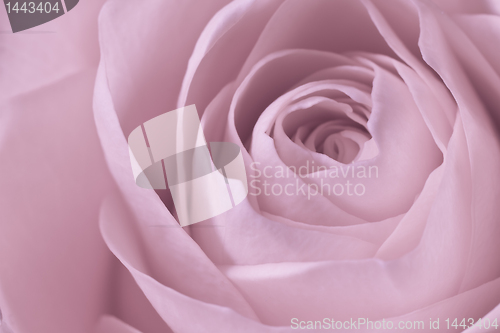 Image of pink rose macro
