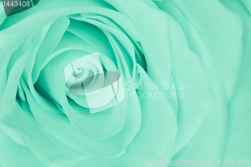 Image of green rose close up