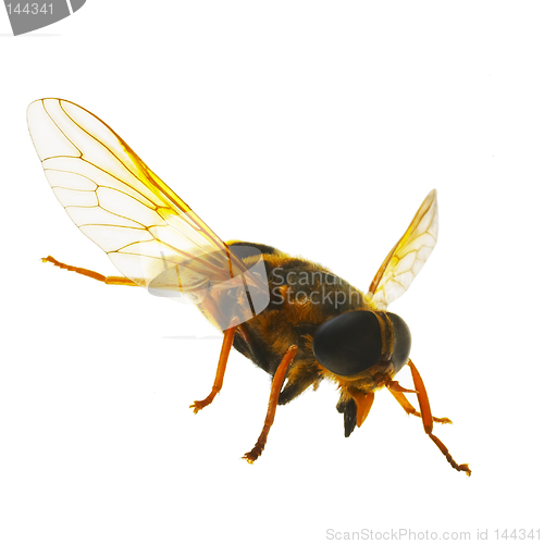 Image of Wasp