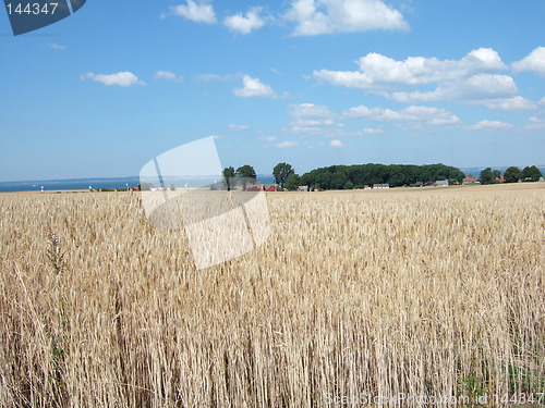 Image of Grain field