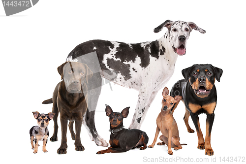 Image of large group of dogs  