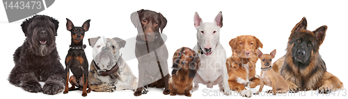 Image of Group of Dogs