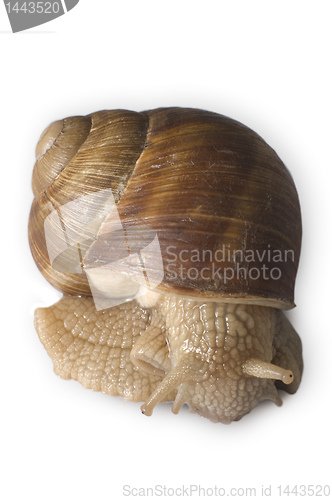 Image of snail