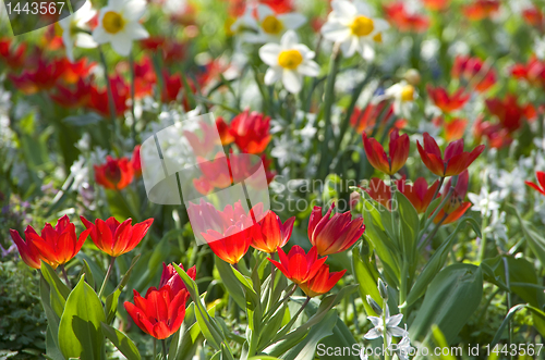 Image of blumenwiese tulpen