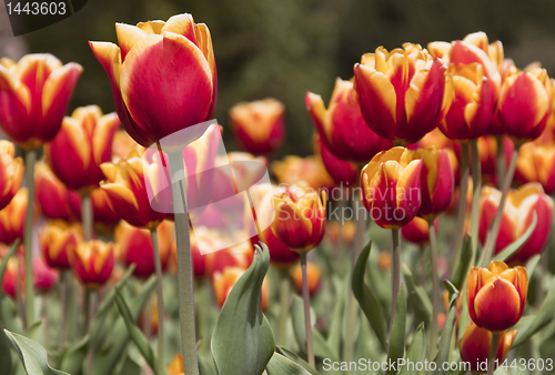 Image of Tulpen