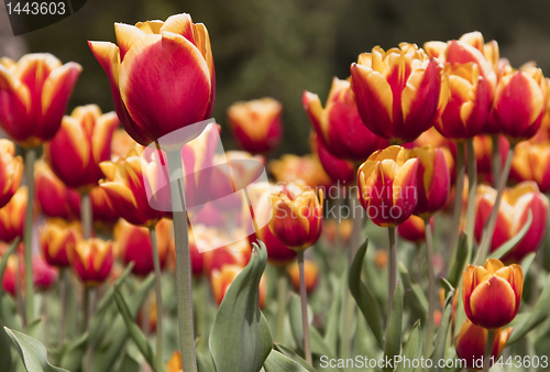 Image of Tulpen