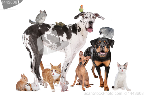 Image of Pets in front of a white background