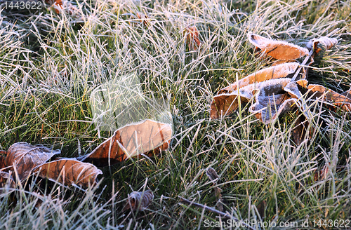 Image of Fallen Leaves on Green Snowy Grass