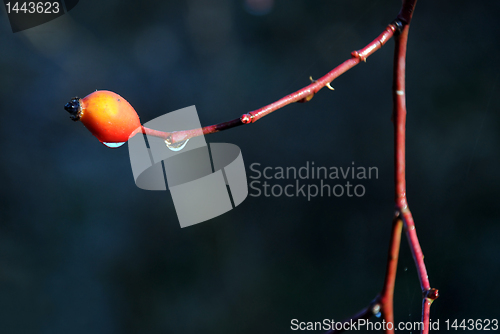 Image of Icy Canker Berry