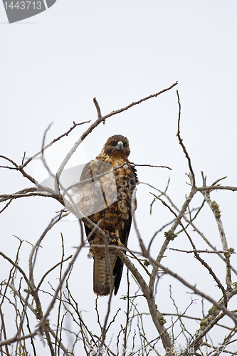 Image of Galapagos Hawk on Santa Fe