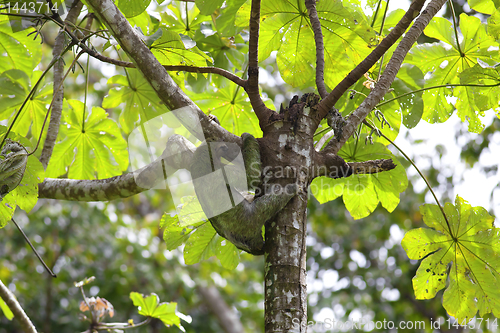 Image of A Three-toed Sloth