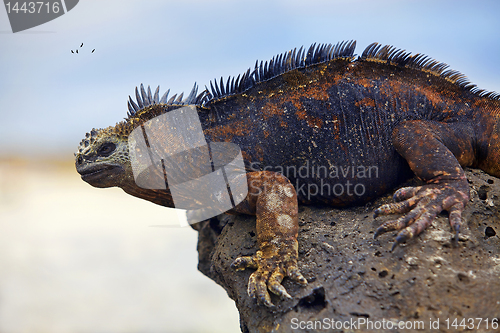 Image of Galapagos marine Iguana