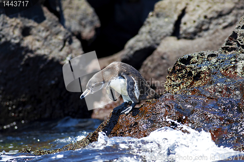 Image of A Galapagos Penguin