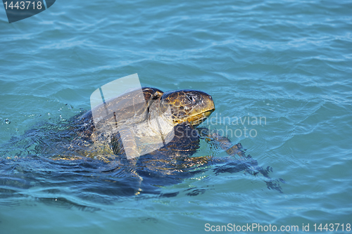 Image of Mating sea turtles