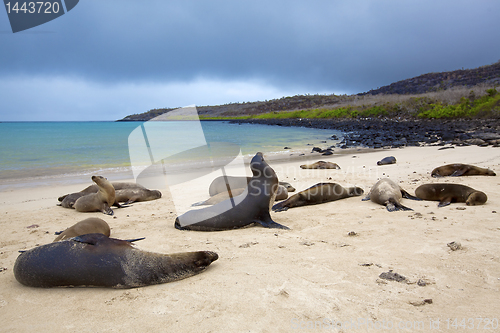 Image of Sea lion colony