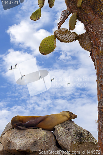 Image of Resting sea lion