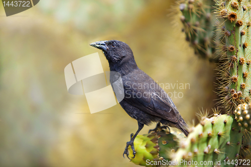 Image of Galapagos Common Cactus Finch