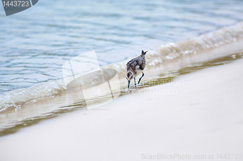 Image of Mockingbird on Tortuga bay