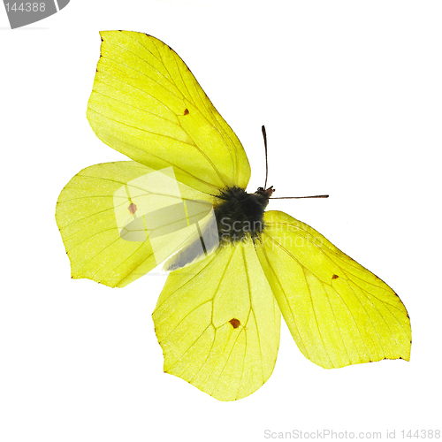 Image of Yellow butterfly