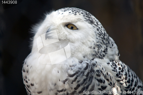 Image of Snowy Owl Particular