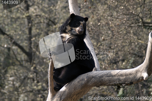 Image of Andean bear