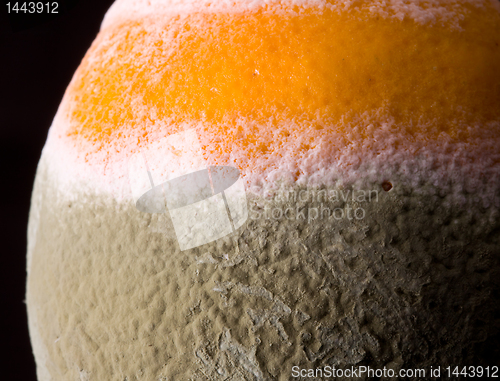 Image of Macro image of orange with mold