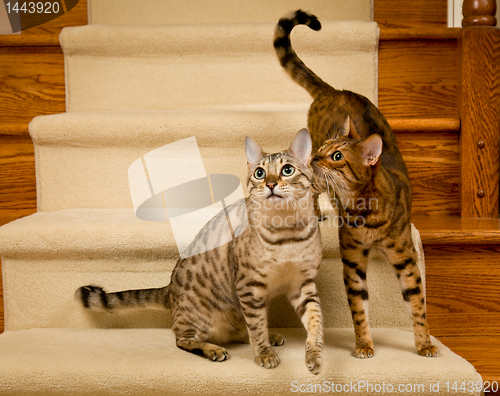 Image of Pair of bengal kittens on stairs