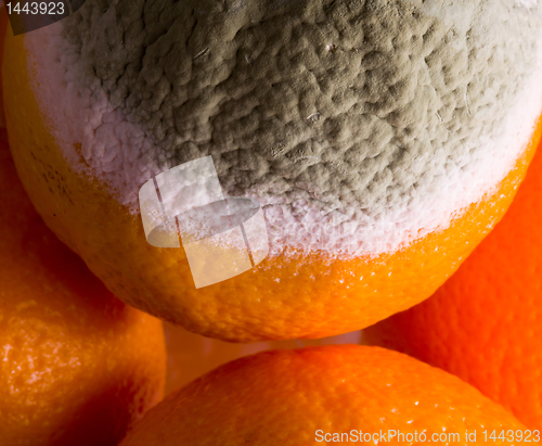 Image of Macro image of orange with mold