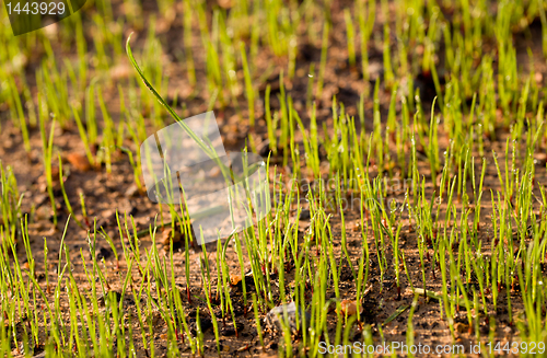 Image of Newly planted grass seeds start to grow