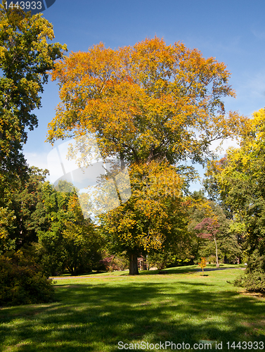 Image of Large fall tree in lawn