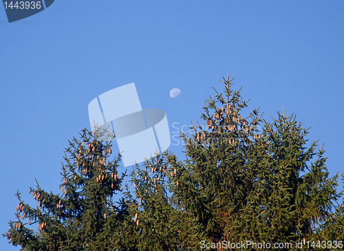 Image of Pine cones with moon in blue sky