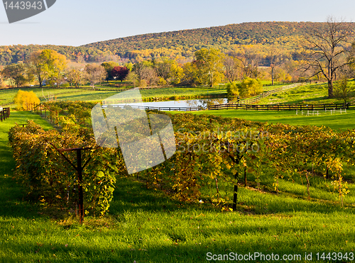 Image of Vineyard row leads to fall trees