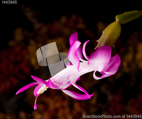 Image of Christmas Cactus Flower 